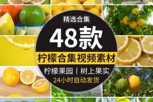 青柠檬黄柠檬汁橙色柠檬果实柠檬水清爽柠檬片柠檬树果园视频素材
