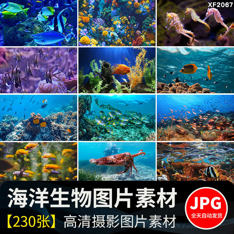 海底世界生物水母鲸鱼鲨鱼海洋动物珊瑚鱼儿鱼类鱼群照片图片素材插图