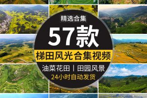 农村田园梯田自然风光油菜花田美景乡村农田高清实拍航拍视频素材