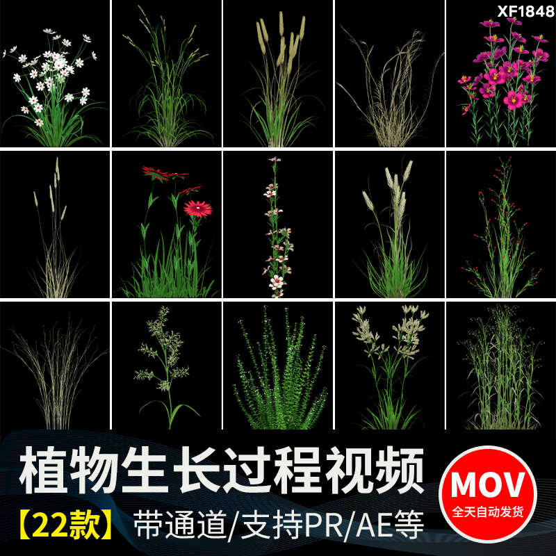 绿色植物自然生长过程鲜花绽放盛开花开延时透明通道MOV视频素材插图