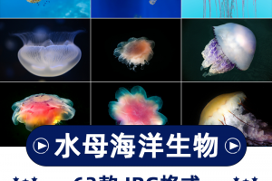 60张水母海洋生物横版高清抖音自媒体pr剪辑背景图片素材