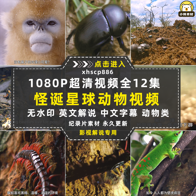野生动物纪录片怪诞星球全12集中视频自媒体解说高清剪辑视频素材插图