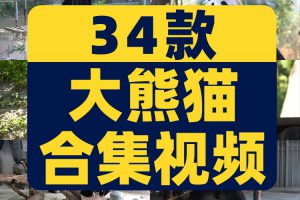 大熊猫吃竹子睡觉爬树国宝小浣熊保护动物园高清搞笑短视频素材