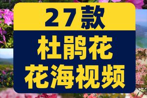 杜鹃花花海盛开春天春暖花开绽放风景素材高清自然实拍短视频背景