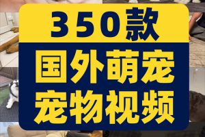 国外宠物萌宠搞笑动物猫咪狗狗抖音短视频自媒体高清实拍素材剪辑