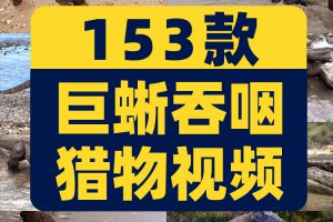 国外科莫多巨蜥吞咽猎物动物猎奇捕猎视频自媒体高清实拍素材剪辑