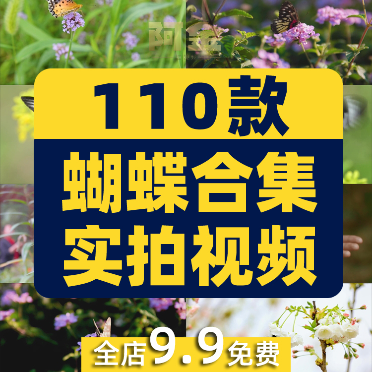 蝴蝶飞舞合集春天花朵自然风景抖音短视频自媒体高清实拍素材剪辑插图