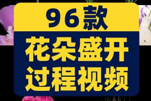 花朵盛开过程万物生长春天鲜花植物延时发芽开花盛开实拍视频素材