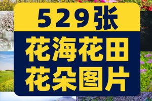 花海花田花朵花丛jpg风景高清抖音绿幕虚拟直播间led背景图片素材