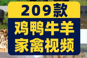 鸡鸭牛羊家禽类养殖耕牛群猪圈抖音短视频自媒体高清实拍素材剪辑