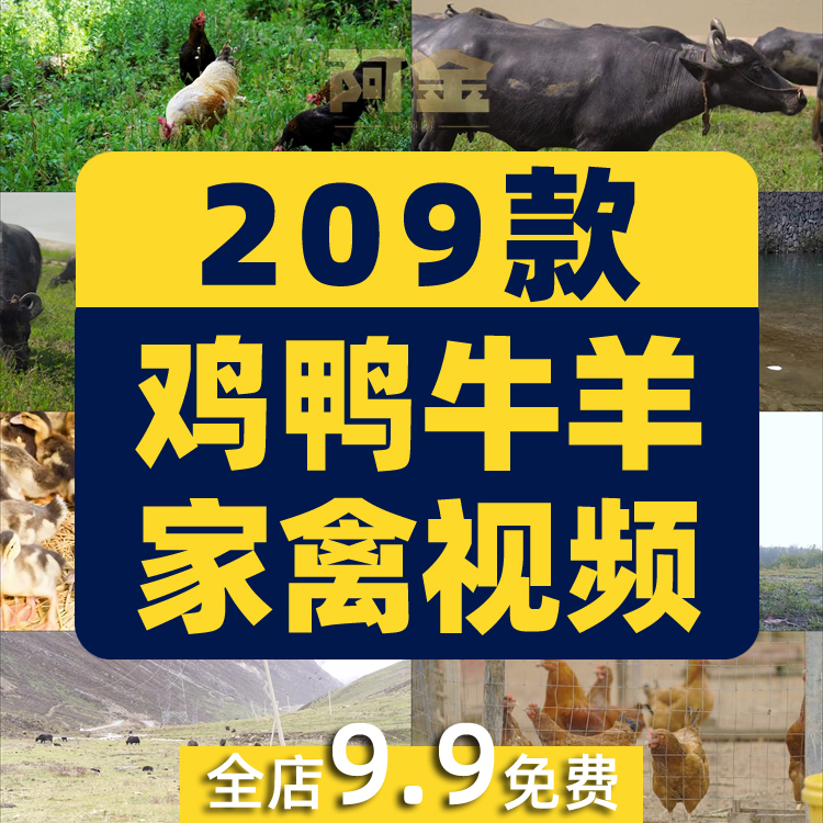 鸡鸭牛羊家禽类养殖耕牛群猪圈抖音短视频自媒体高清实拍素材剪辑插图