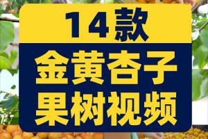 金黄杏子果树农业种植采摘果园抖音短视频自媒体高清实拍素材剪辑