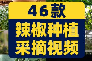 晾晒红辣椒小米农业种植收获采摘青辣椒抖音视频高清实拍素材剪辑
