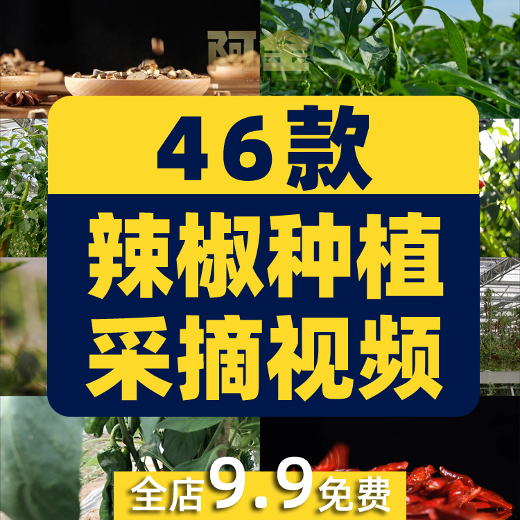 晾晒红辣椒小米农业种植收获采摘青辣椒抖音视频高清实拍素材剪辑插图