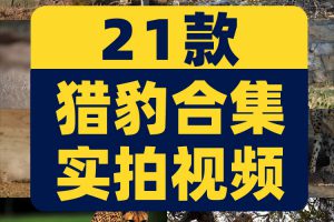 猎豹合集森林狩猎奔跑金钱豹非洲野生动物园视频高清实拍素材剪辑