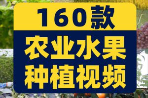 农业发展水稻水果种植大棚有机素材小麦玉米视频高清实拍素材剪辑