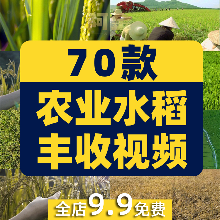 农业农田水稻秧苗稻田秋天丰收插秧稻谷稻穗视频高清实拍素材剪辑插图