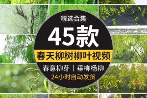 柳树柳芽春风春天春季初春春意垂柳清新绿色杨柳高清实拍视频素材