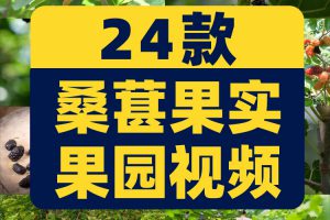 桑葚桑树果实果园农产采摘水果抖音短视频自媒体高清实拍素材剪辑