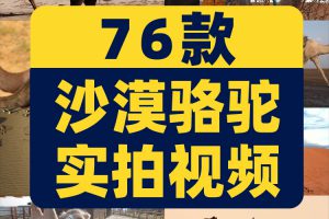 沙漠骆驼商队行走夕阳大漠丝绸之路经济商贸驼队抖音短视频素材