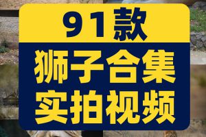 狮子合集野生动物园森林大自然荒野短视频自媒体高清实拍素材剪辑