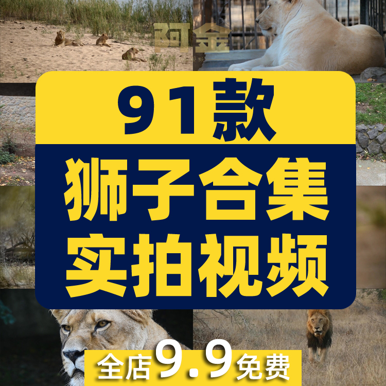 狮子合集野生动物园森林大自然荒野短视频自媒体高清实拍素材剪辑插图