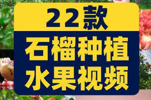 石榴种植园水果成熟红石榴树果实特写抖音短视频高清实拍素材剪辑