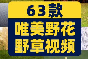 唯美野花野草自然植物夕阳风景素材高清旅游自然治愈系短视频背景