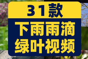 下雨雨滴绿叶清新绿色植物风景素材高清旅游自然治愈系短视频背景