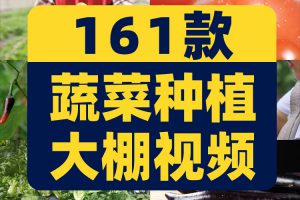 新鲜有机绿色蔬菜种植农业农产品生态健康大棚食材实拍短视频素材