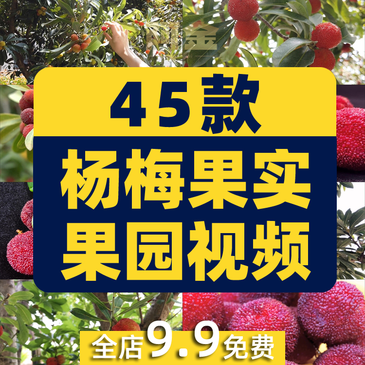 杨梅果实果园成熟丰收采摘水果抖音短视频自媒体高清实拍素材剪辑插图