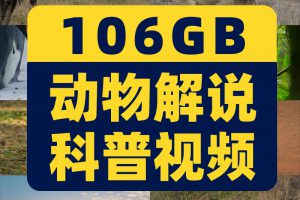 野生动物世界纪录片中视频解说科普视频4k国外觅食捕猎剪辑素材