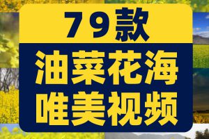 油菜花海唯美春天田园横屏风景素材高清旅游自然治愈系短视频背景