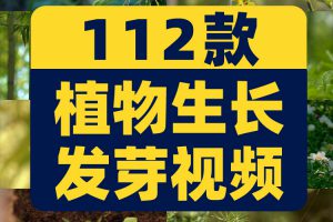 植物生长种子快速发芽延时绿色幼苗破土而出春天视频剪辑视频素材