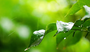 雨中绿叶雨滴视频素材