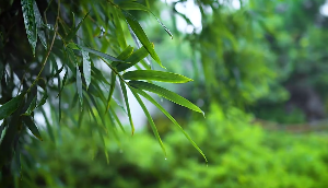 雨后树枝雨滴视频素材