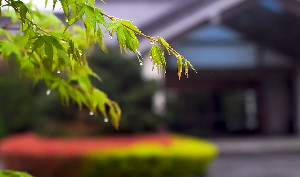 雨后威风吹佛树枝雨滴视频素材