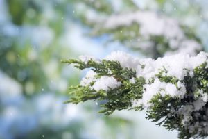 雪花飞落在松树枝叶上