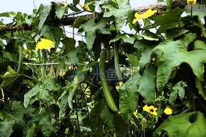 种植丝瓜大棚生产系列视频素材