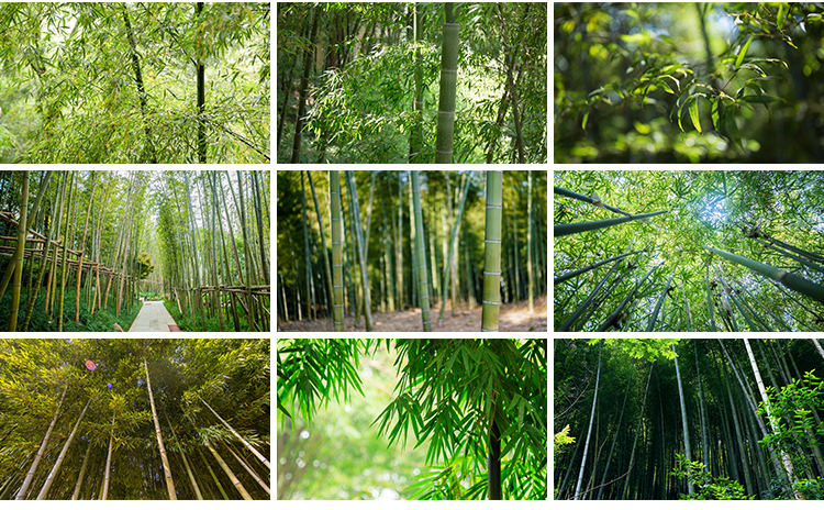 竹林竹子竹叶子绿色小清新青翠植物背景自然风景摄影JPG图片素材插图12