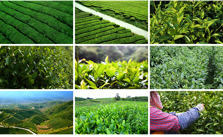 茶园采茶航拍倒茶喝茶文化茶农山茶绿茶泡茶艺茶道茶叶短视频素材插图12