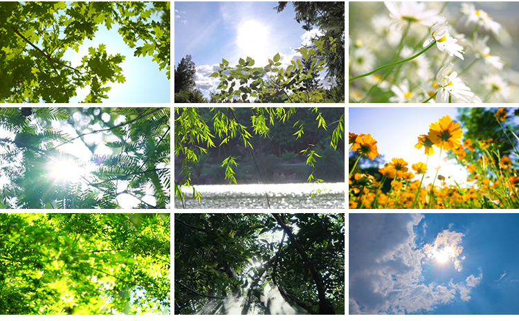 春夏秋冬天四季变换花草一年四季花草雪景LED大屏幕背景视频素材插图12