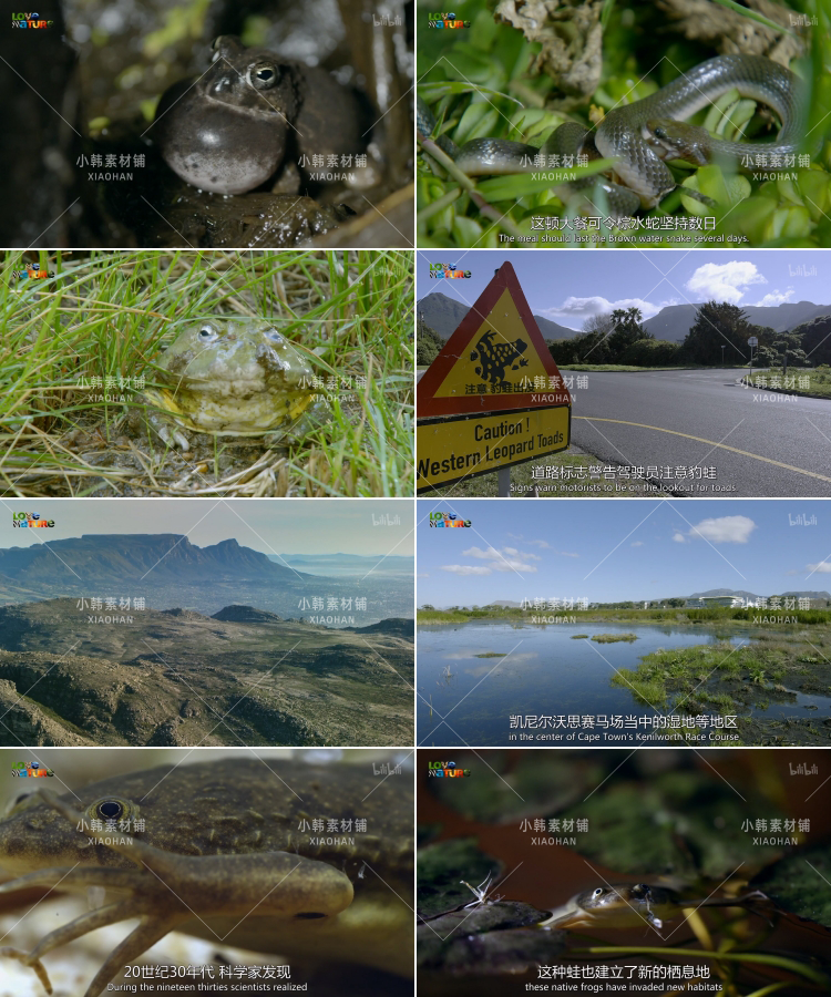 非洲野生动物纪录片野性风标1-2季中视频自媒体解说高清视频素材插图8