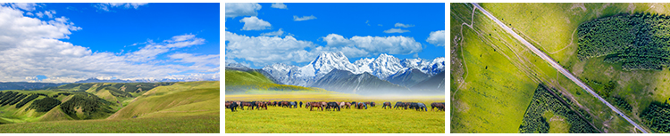 内蒙古呼伦贝尔大草原自然风景草地风光牛羊马群牧场摄影图片素材插图9