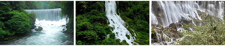 自然风景高山流水清新花草旅途风光绽放春天植物鲜花朵短视频素材插图9