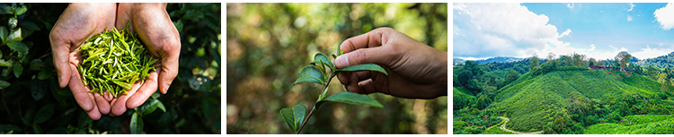 茶园茶山上茶叶茶树嫩芽绿茶采茶梯田茶场田园自然风光图片照素材插图9