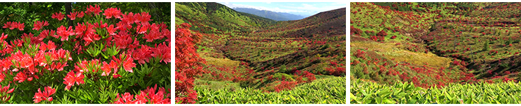 4K山川河流瀑布湖泊云海花朵花草植物自然风景实拍高清长视频素材插图9