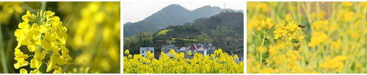 春天油菜花田园风光金黄色花丛花海植物农田唯美自然风景图片素材插图9