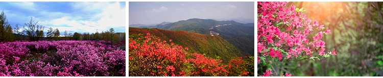 盛开杜鹃花特写唯美花卉花朵鲜花植物映山红春天花海摄影图片素材插图9