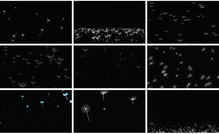 唯美蒲公英飞舞上升飘落漂浮特效后期合成带透明通道MOV视频素材插图6